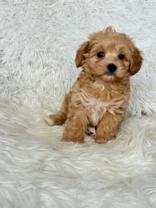 maltipoo
