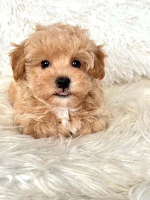 TOY MALTIPOO