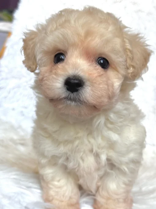 malyipoo