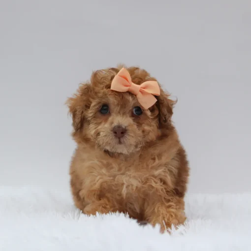 Teacup-Toy Poodle