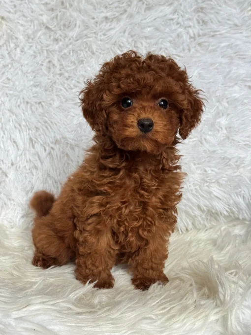 Toy Poodle