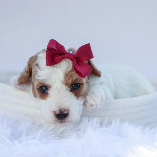 Teacup-Toy Poodle