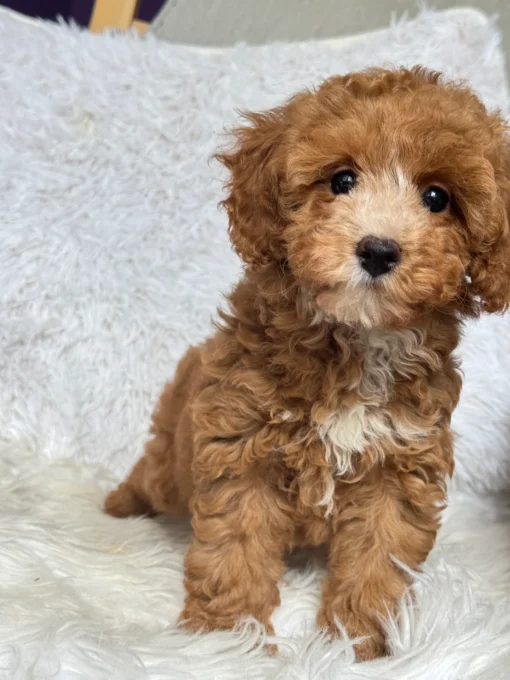 mini poodle