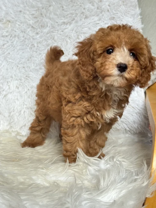 mini poodle