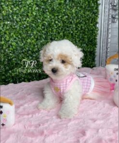 teacup poodle
