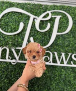 teacup poodle