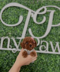 TEACUP POODLE