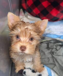 yorkie