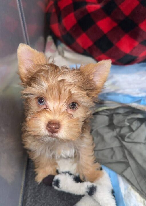 yorkie