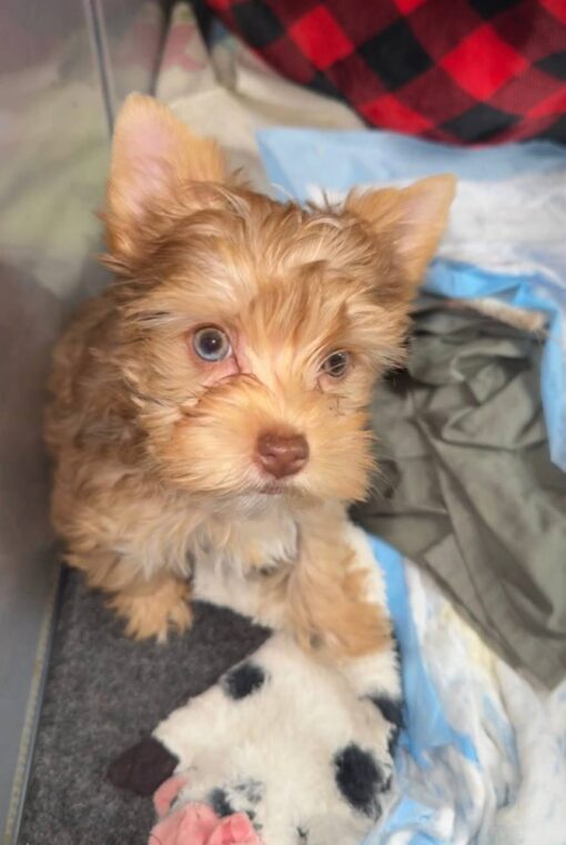 yorkie