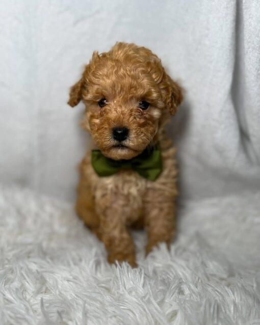 toy poodle