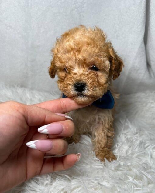 toy poodle