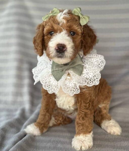 toy poodle