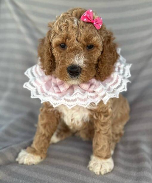 toy poodle