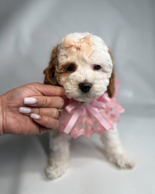 Toy Poodle