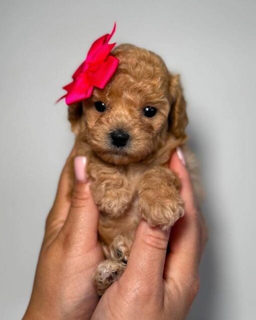 teacup poodle​