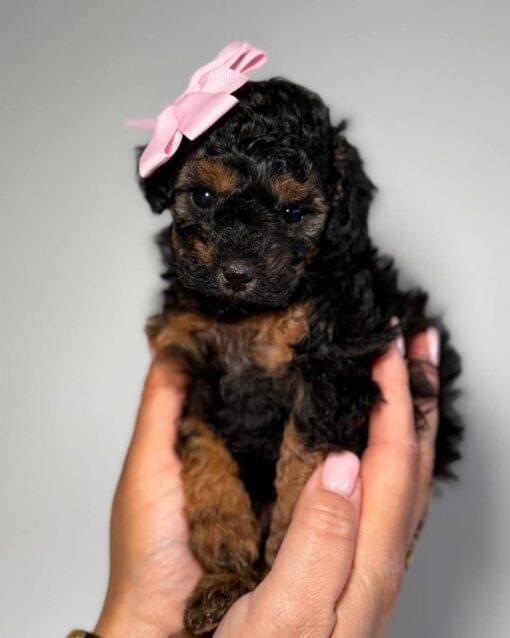 Toy Poodle