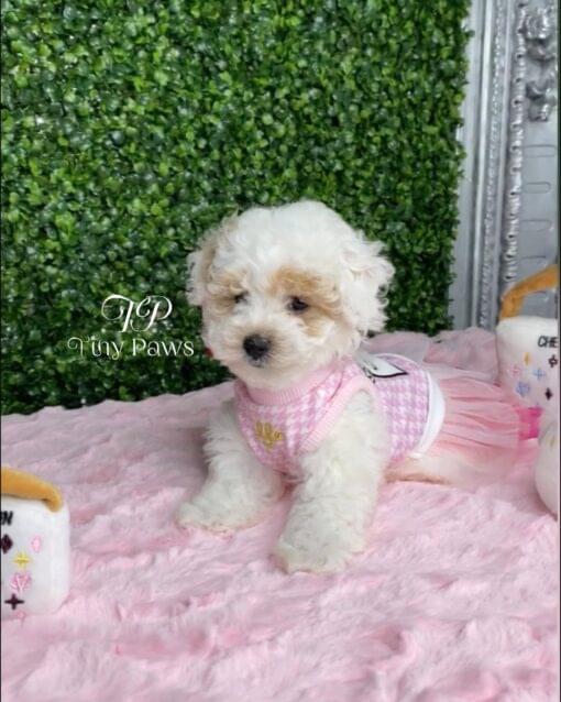 teacup poodle