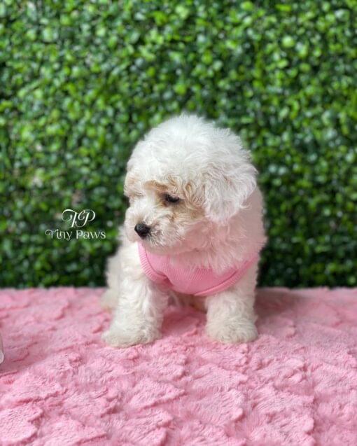 teacup poodle