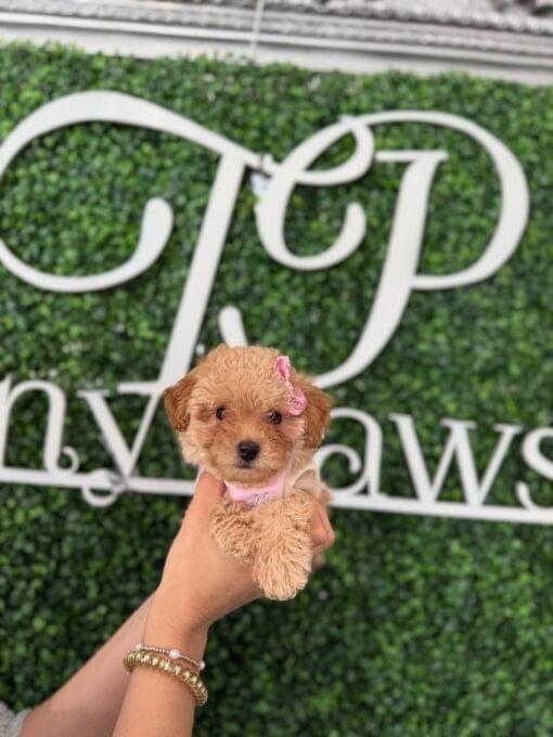 teacup poodle